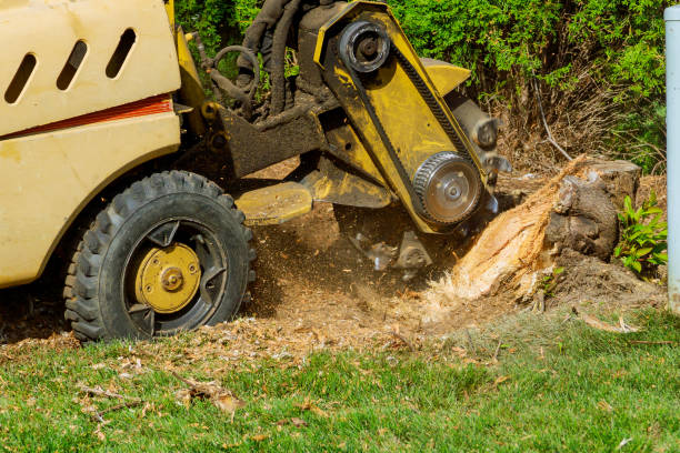 Best Pest Control for Lawns  in Sussex, WI