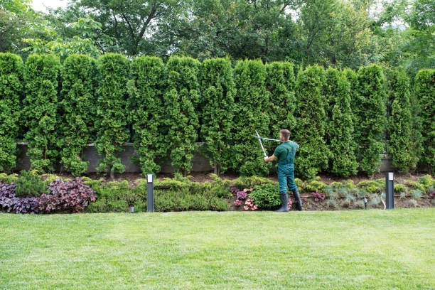 Best Tree Mulching  in Sussex, WI