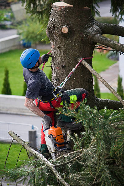 Best Lawn Grading and Leveling  in Sussex, WI