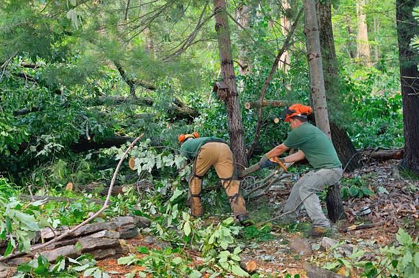 Best Tree Trimming and Pruning  in Sussex, WI