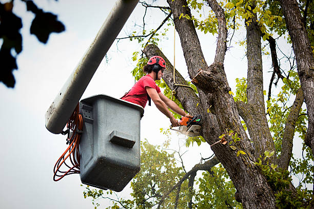 Best Tree Risk Assessment  in Sussex, WI