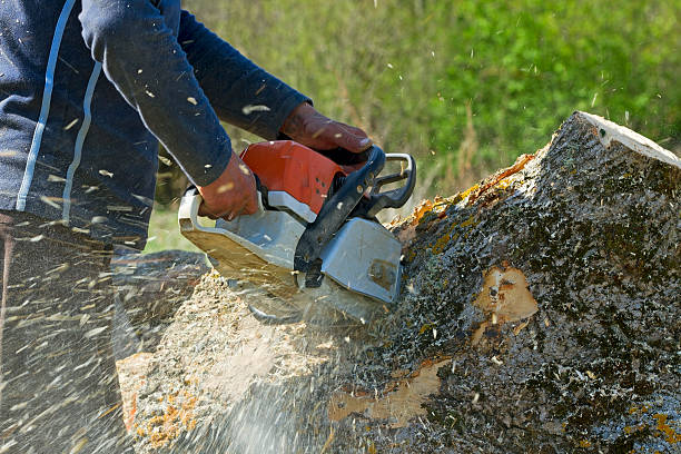 Best Arborist Consultation Services  in Sussex, WI